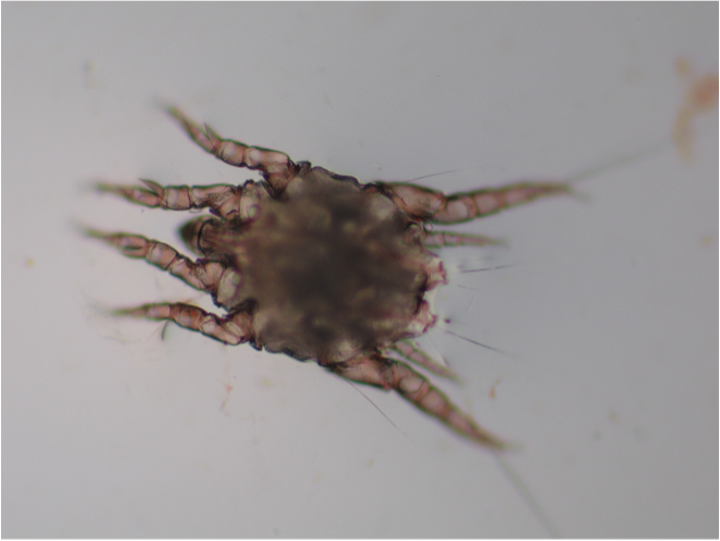耳痒螨Ear mites(图1)